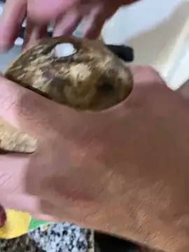 FlorBich online show from 12-08-24, 11:08