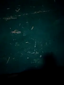 Snapshot of Rikipollav chatting on 12-14-25, 03:45 Rikipollav online show from 12-14-25, 03:45