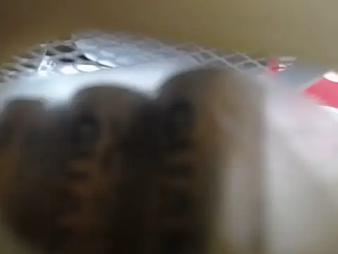 Snapshot of lovense_test04 chatting on 02-11-26, 01:32 lovense test04 online show from 02-11-26, 01:32