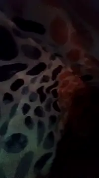 Snapshot of Xoc8_ chatting on 12-08-24, 08:47 Xoc8  online show from 12-08-24, 08:47