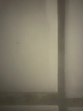 orient zob online show from 02-19-26, 12:39