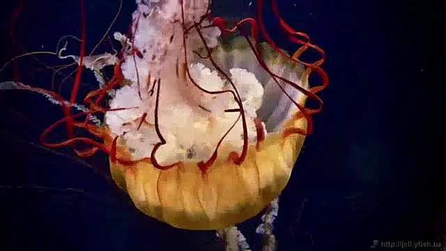 streamy test11 online show from 12-04-24, 08:34