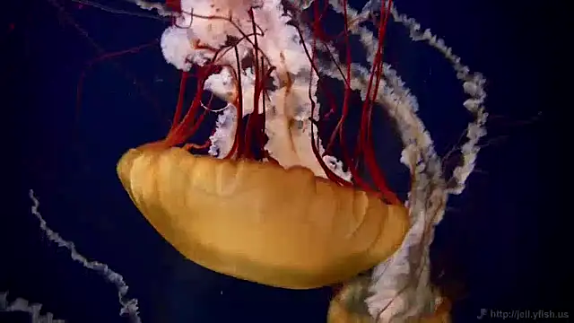 streamy test11 online show from 12-10-24, 08:30