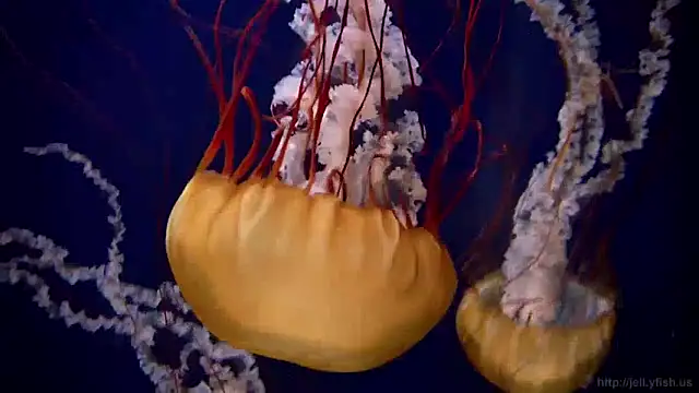 streamy test11 online show from 12-16-24, 08:09