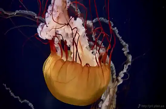 streamy test11 online show from 02-04-25, 08:13