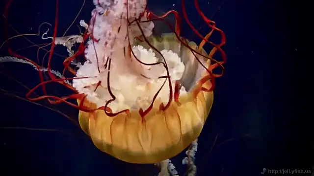 streamy test11 online show from 02-19-25, 08:33