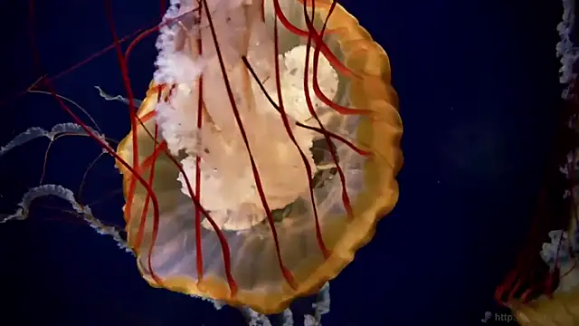 streamy test11 online show from 09-24-25, 07:55