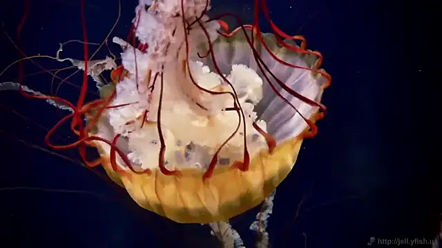 streamy test11 online show from 10-09-25, 12:58