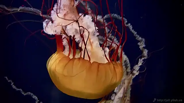 streamy test11 online show from 11-05-25, 12:16