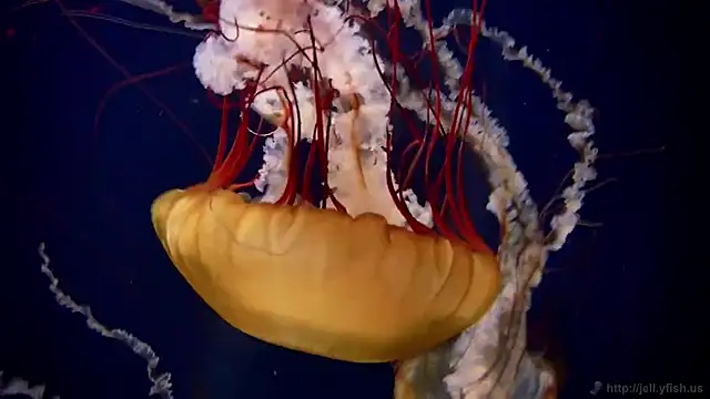 streamy test11 online show from 03-02-26, 08:10