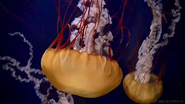 streamy test11 online show from 03-09-26, 03:27