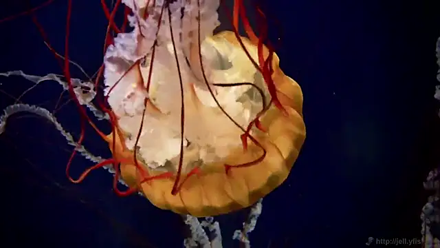 streamy test11 online show from 03-11-26, 11:49