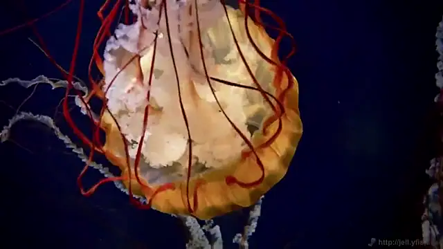 streamy test12 online show from 11-24-25, 12:27