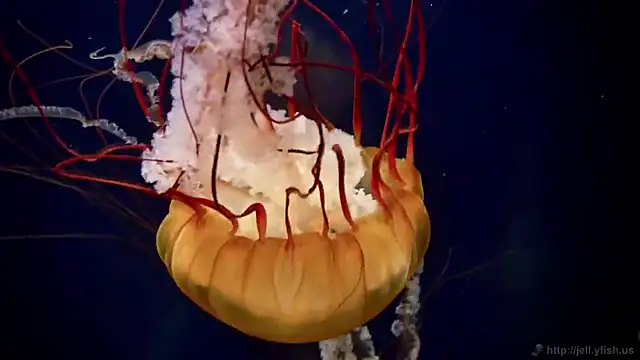 streamy test12 online show from 12-03-25, 02:48