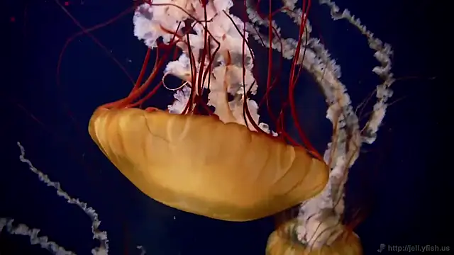 streamy test12 online show from 03-12-26, 12:55