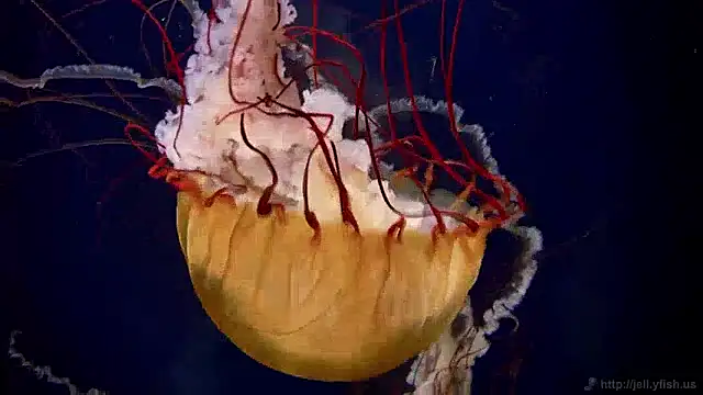 streamy test13 online show from 12-02-24, 08:09