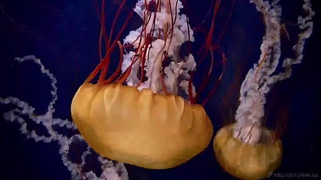 streamy test13 online show from 12-09-24, 08:11