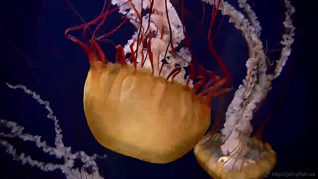 streamy test13 online show from 01-03-25, 08:10