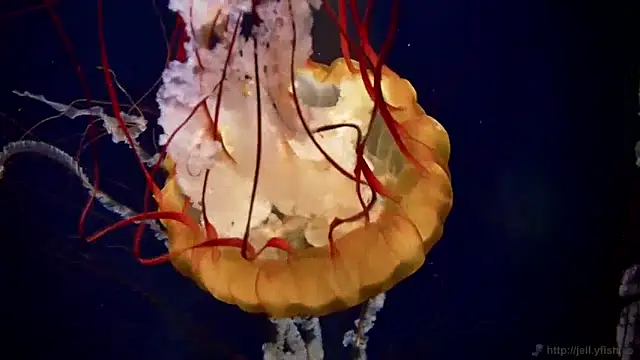 streamy test13 online show from 01-23-25, 08:15