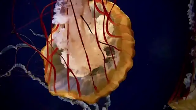 streamy test13 online show from 10-02-25, 10:22