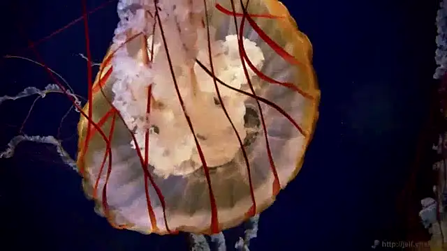 streamy test15 online show from 12-10-24, 08:19