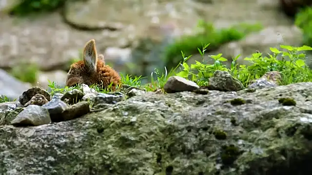 streamy test15 online show from 02-10-25, 08:20