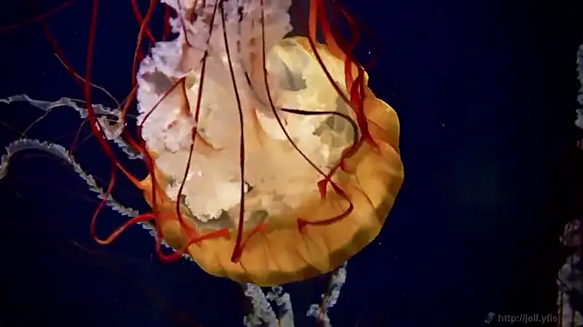 streamy test15 online show from 10-02-25, 08:43