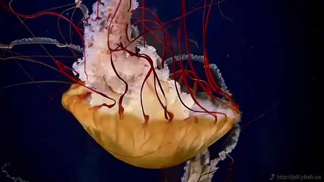 streamy test15 online show from 10-31-25, 08:37