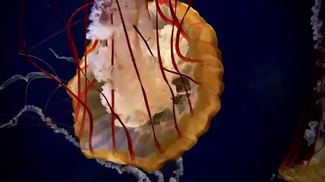 streamy test15 online show from 01-14-26, 11:38