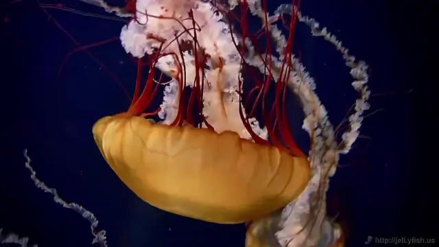 streamy test15 online show from 02-11-26, 03:17