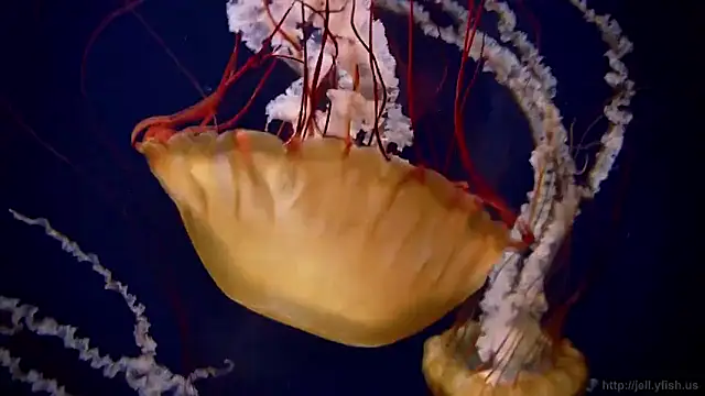 streamy test15 online show from 02-16-26, 04:25