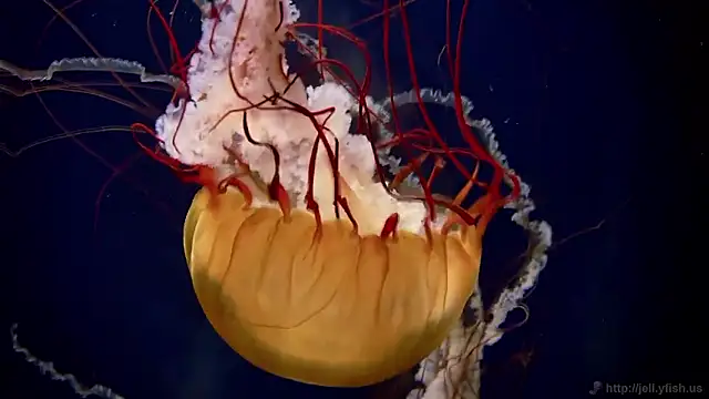 streamy test15 online show from 02-26-26, 01:32