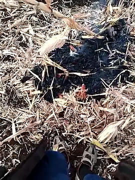 Snapshot of murokkk31 chatting on 11-27-25, 04:03 murokkk31 online show from 11-27-25, 04:03