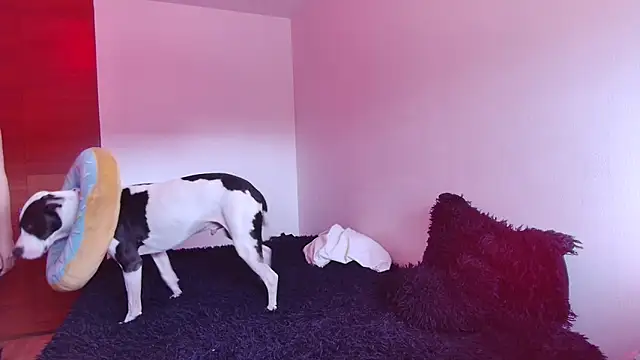 bellatrix25 online show from 01-30-25, 06:10