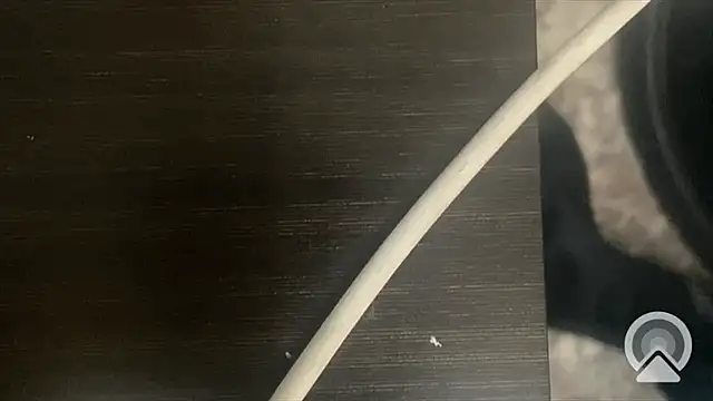 Snapshot of shuai321 chatting on 02-13-25, 07:56 shuai321 online show from 02-13-25, 07:56