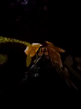 SageElement2 online show from 03-14-25, 08:17