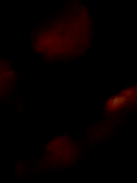 pretinhanovinha online show from 03-07-26, 12:40