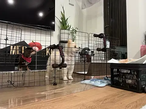 kensnb online show from 11-28-25, 08:17