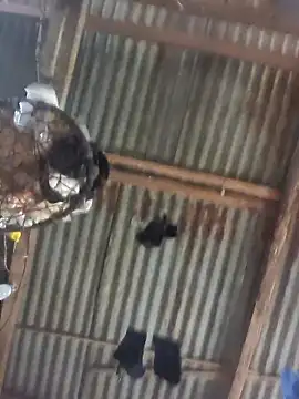 Reynold2608 online show from 12-22-25, 08:50