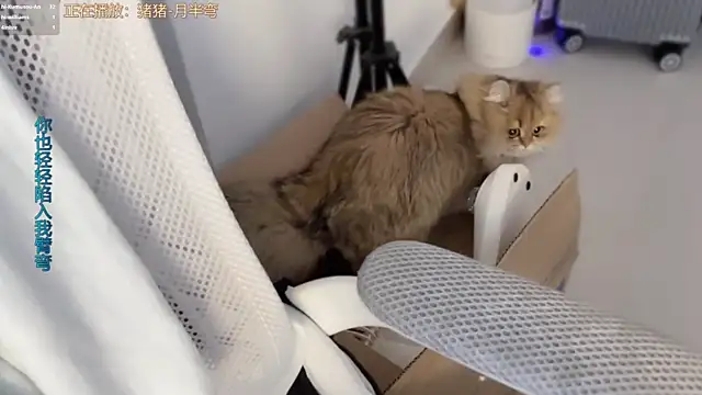 AnAn-520 online show from 03-11-26, 03:18