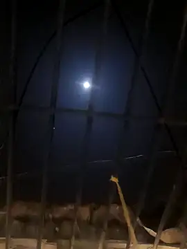 jellydicks online show from 01-11-25, 05:29