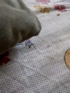 Punjabi beauty123 online show from 02-08-26, 12:30