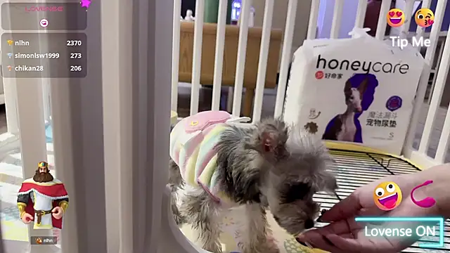 Bunny Tutu online show from 01-18-25, 11:54