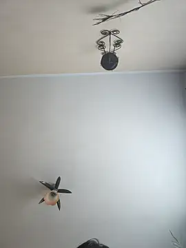 vulpe8400 online show from 04-06-26, 08:04