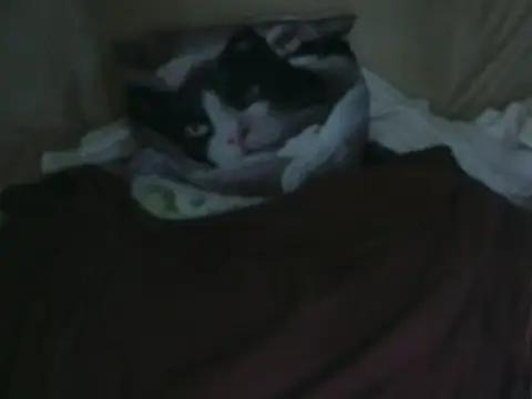 VeneRed online show from 10-02-25, 07:54