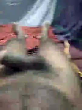 Snapshot of mallucallboy2104 chatting on 01-03-25, 08:32 mallucallboy2104 online show from 01-03-25, 08:32