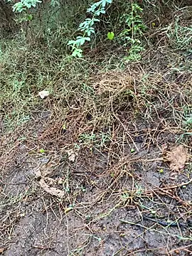 Snapshot of tamil000000 chatting on 03-13-25, 01:43 tamil000000 online show from 03-13-25, 01:43