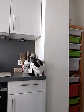 TerrasWildlife online show from 03-22-25, 09:02