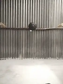 Solomen00 online show from 12-19-24, 06:45