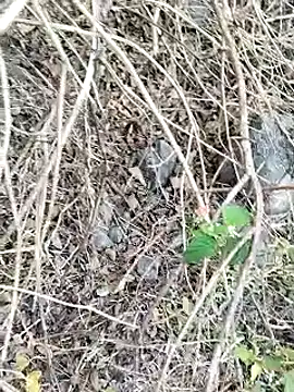 Snapshot of Guru2 chatting on 01-26-25, 02:03 Guru2 online show from 01-26-25, 02:03